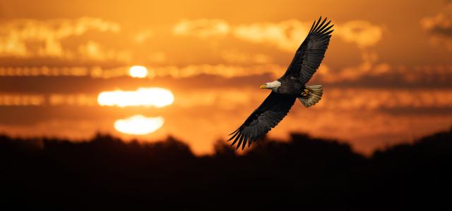 Bald Eagle